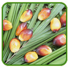 coconut oil exports in  thoothukudi district