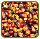 coconut oil importers in  thoothukudi district