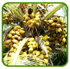  oil traders in  thoothukudi district